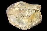 Fossil Hadrosaur Phalange - Alberta (Disposition #-) #134508-1